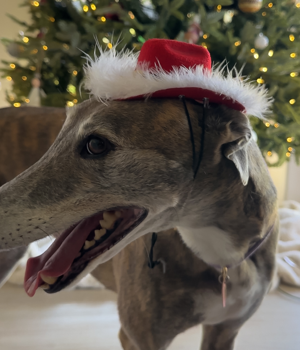 Cowboy Hat - Christmas