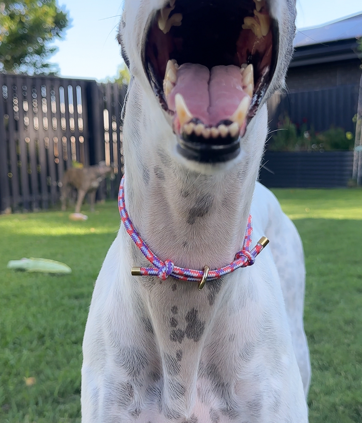 House Collar - Cosmopolitan