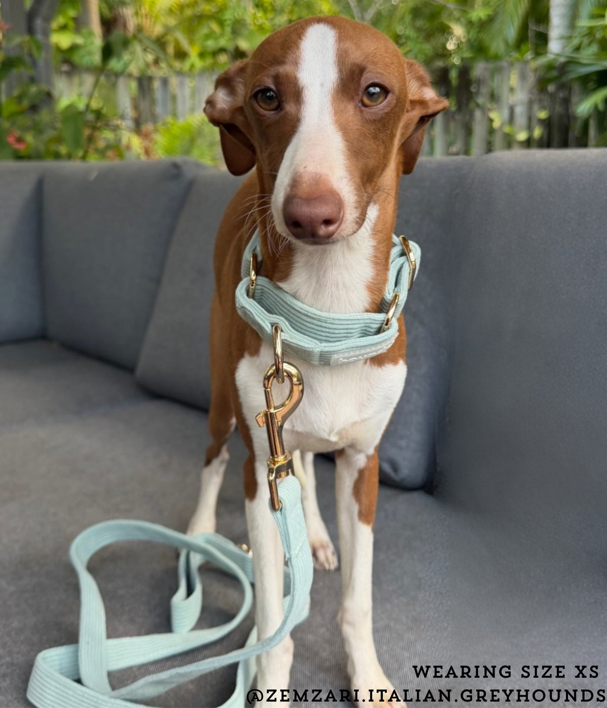 Martingale Collar - Corduroy