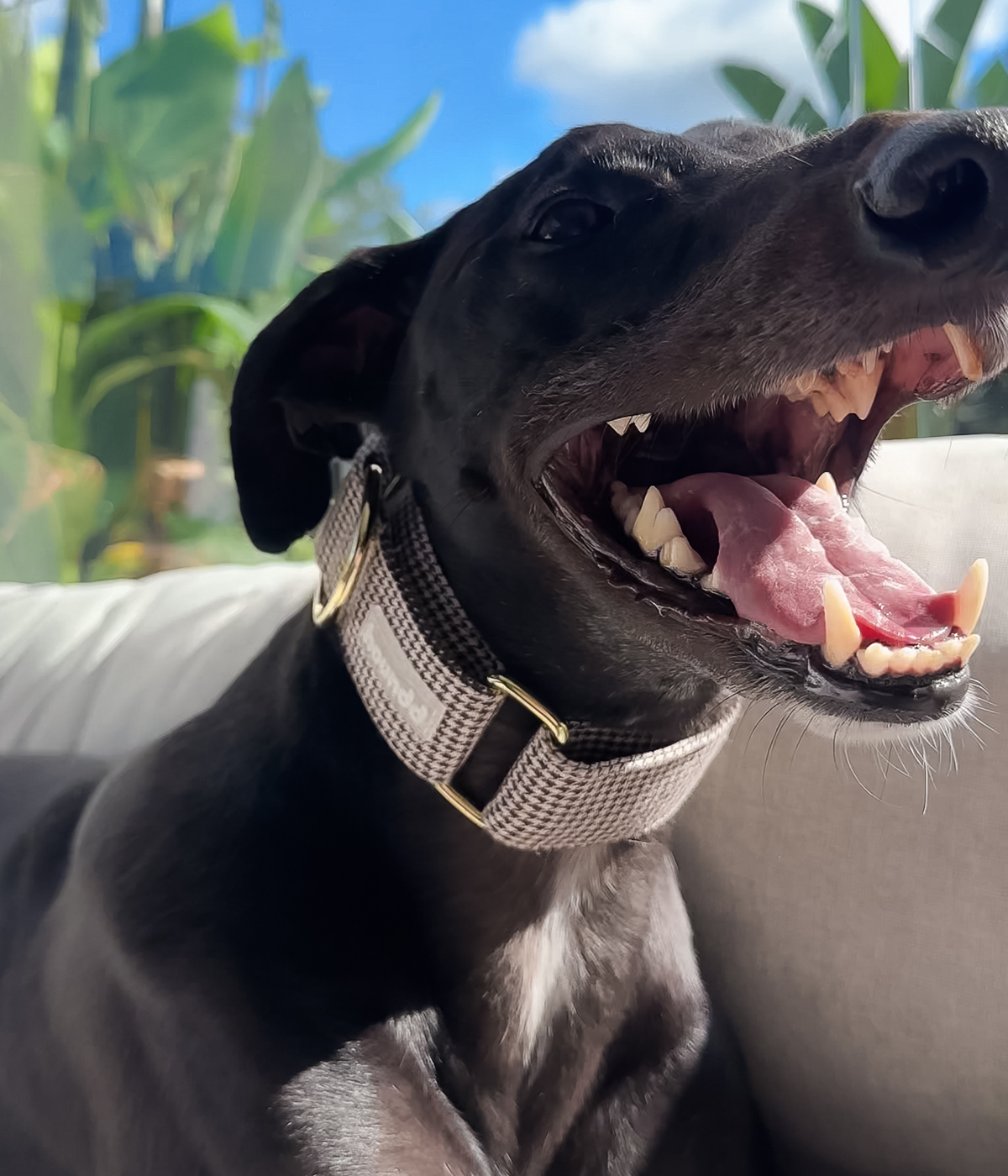 Martingale Collar - Hounddstooth