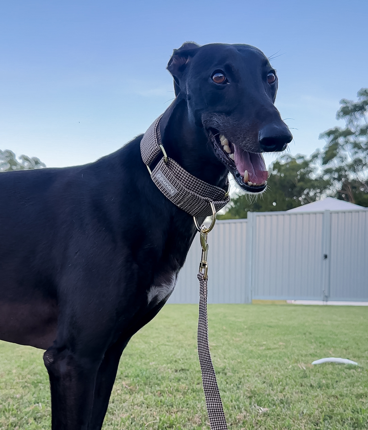 Martingale Collar - Hounddstooth