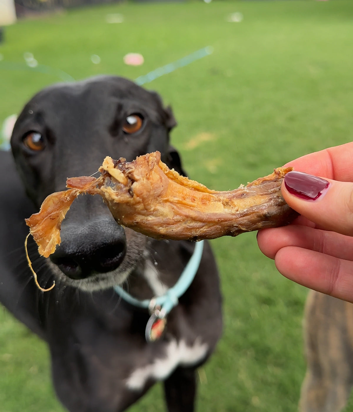 Bones Are Chicken Necks Good For Dogs Fido Fuels Raw Frozen