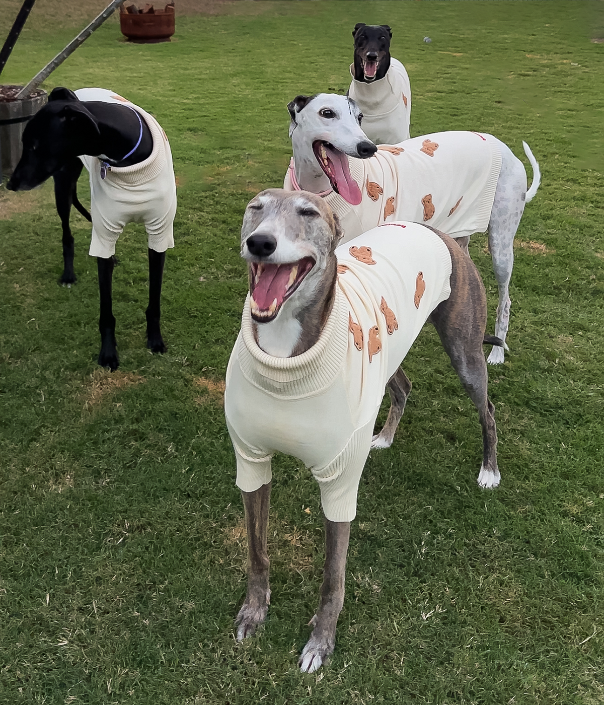 The Bear Turtleneck for Greyhounds Cozy 100% Cotton Dog Sweater