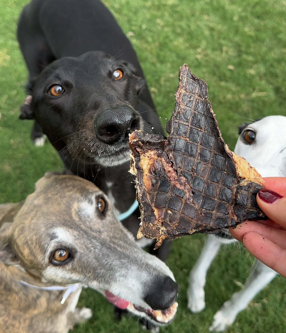 Beef Jerky