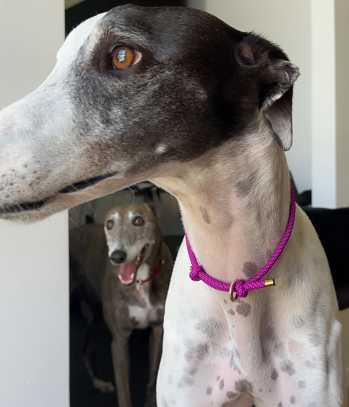 House Collar - Berry Twist