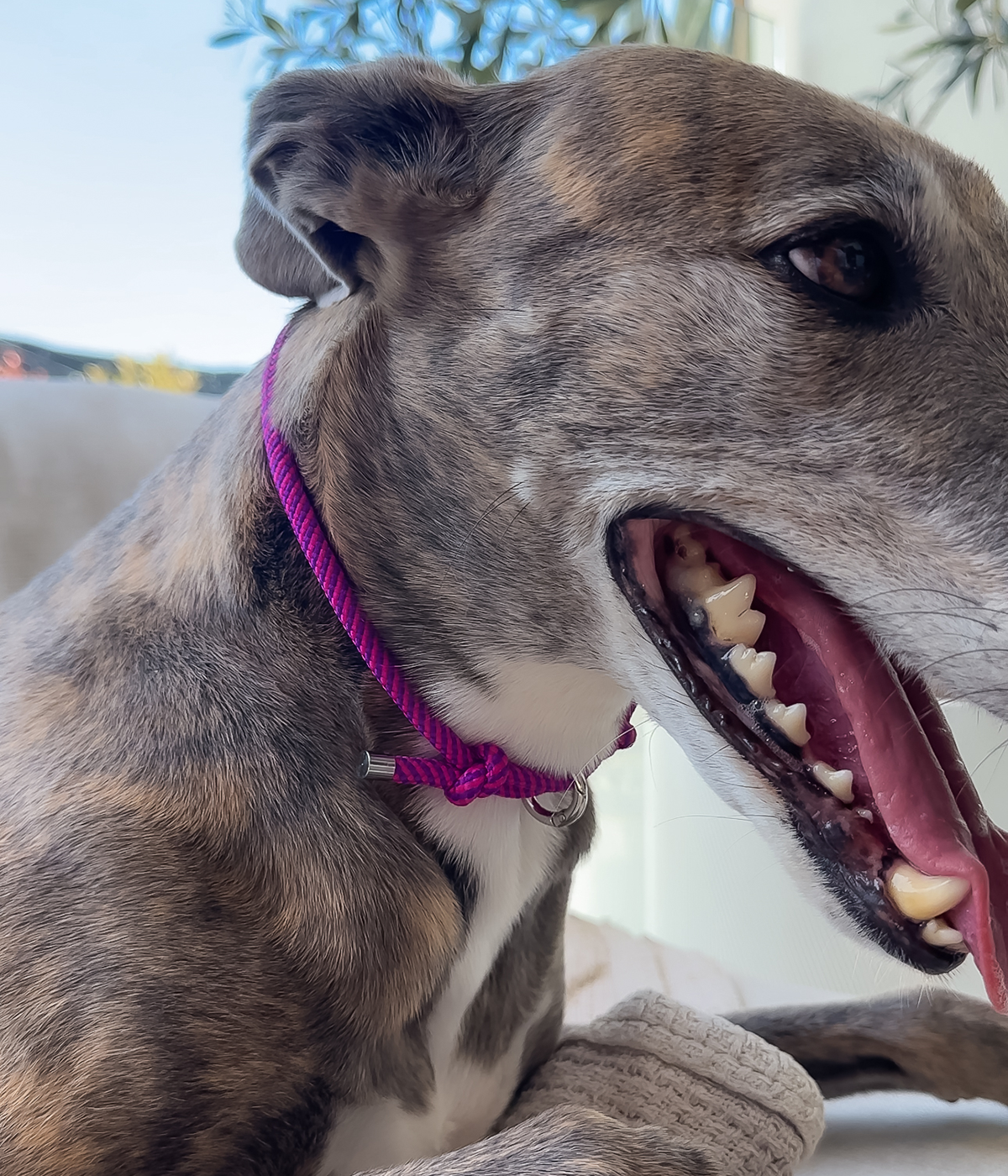 House Collar - Berry Twist