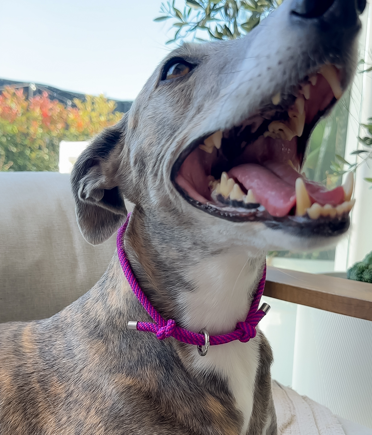 House Collar - Berry Twist