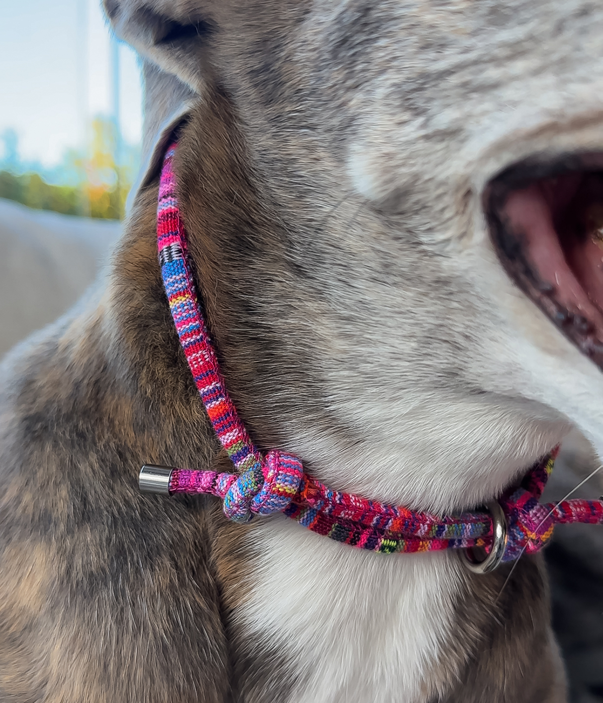 Boho House Collar - Bloom