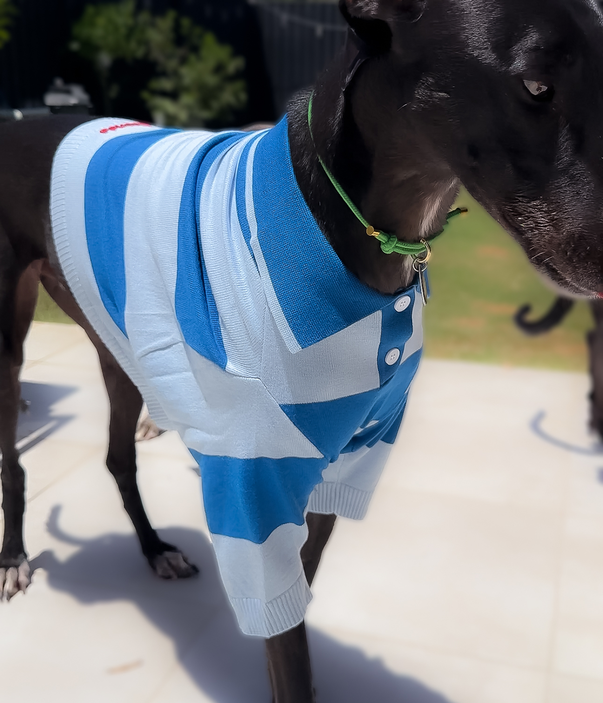 Polo Crop Top - Malibu Blue