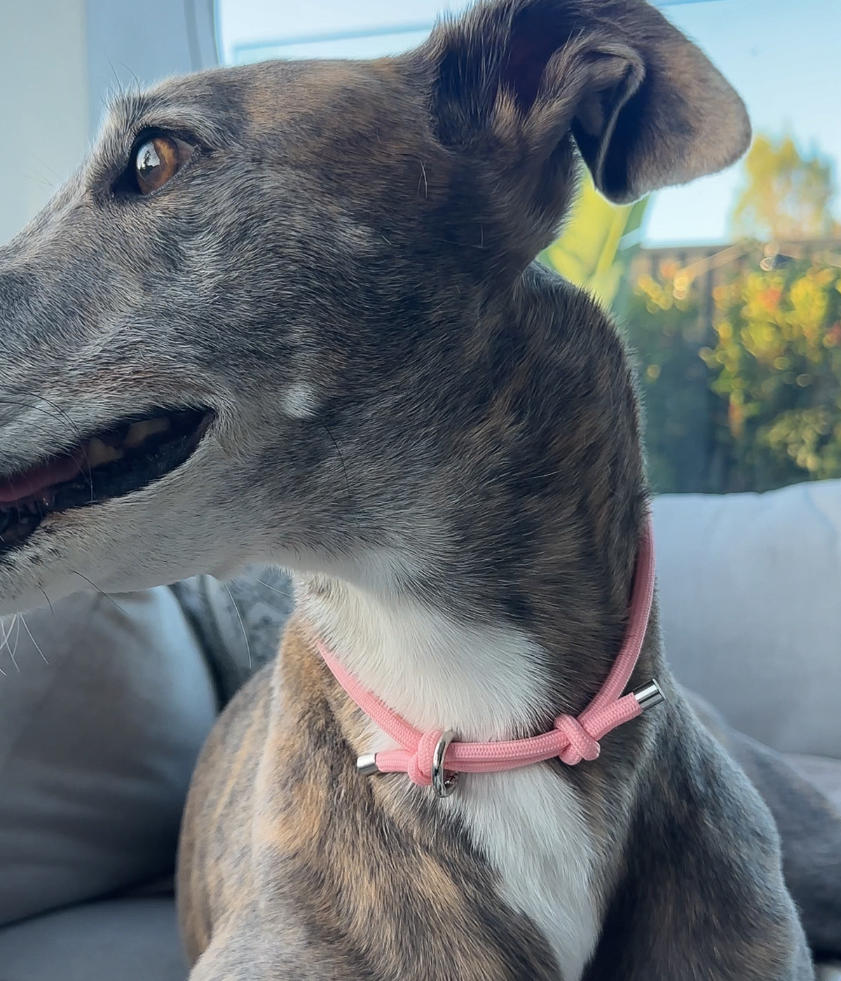 House Collar - Blush Pink