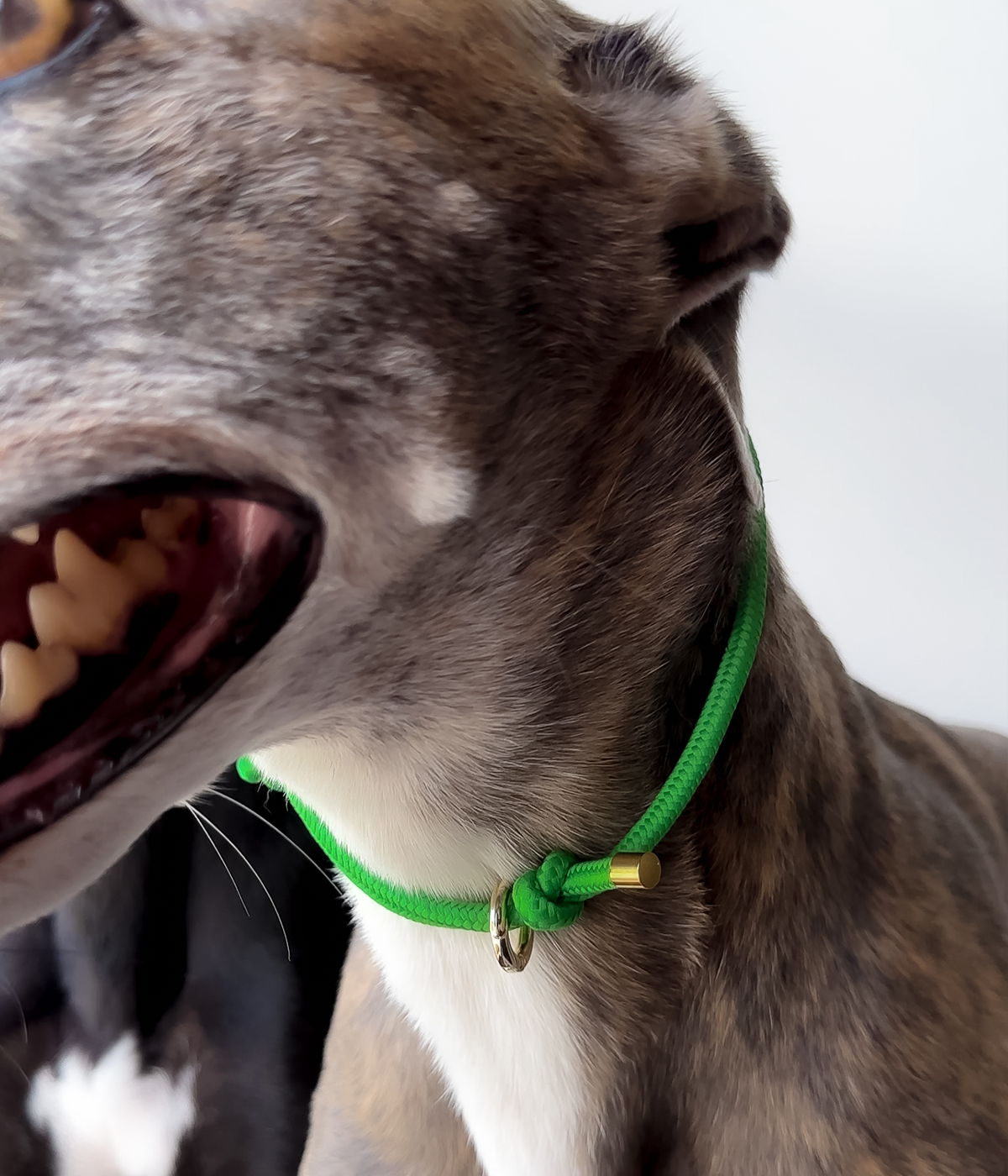 House Collar - Bottega Green