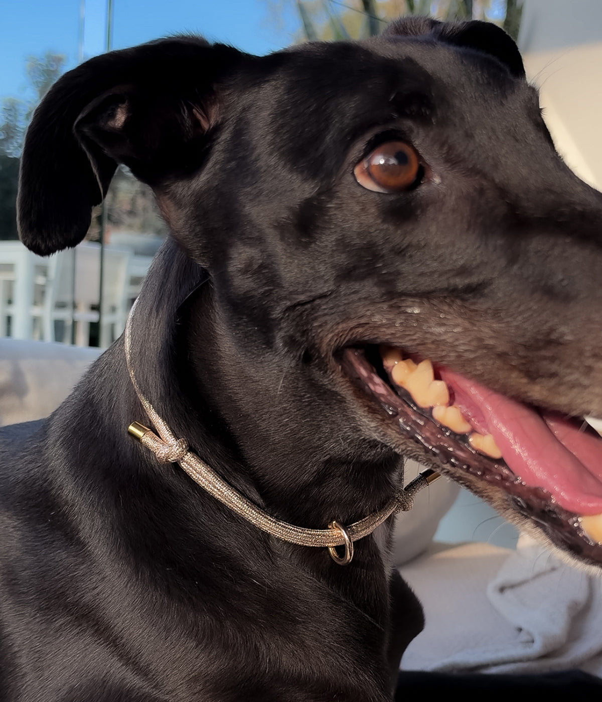 Glitter House Collar - Champagne