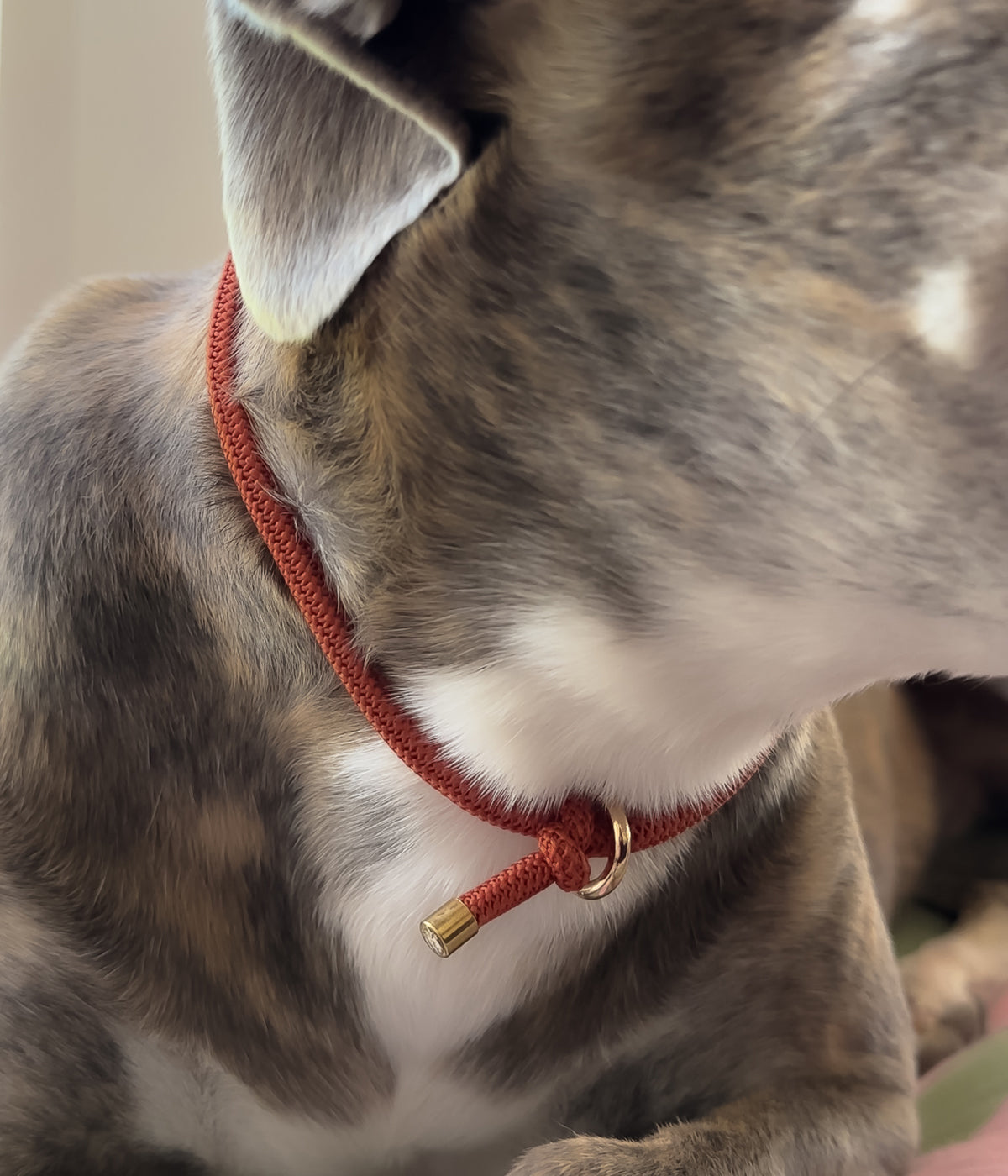 Waffle House Collar - Clay