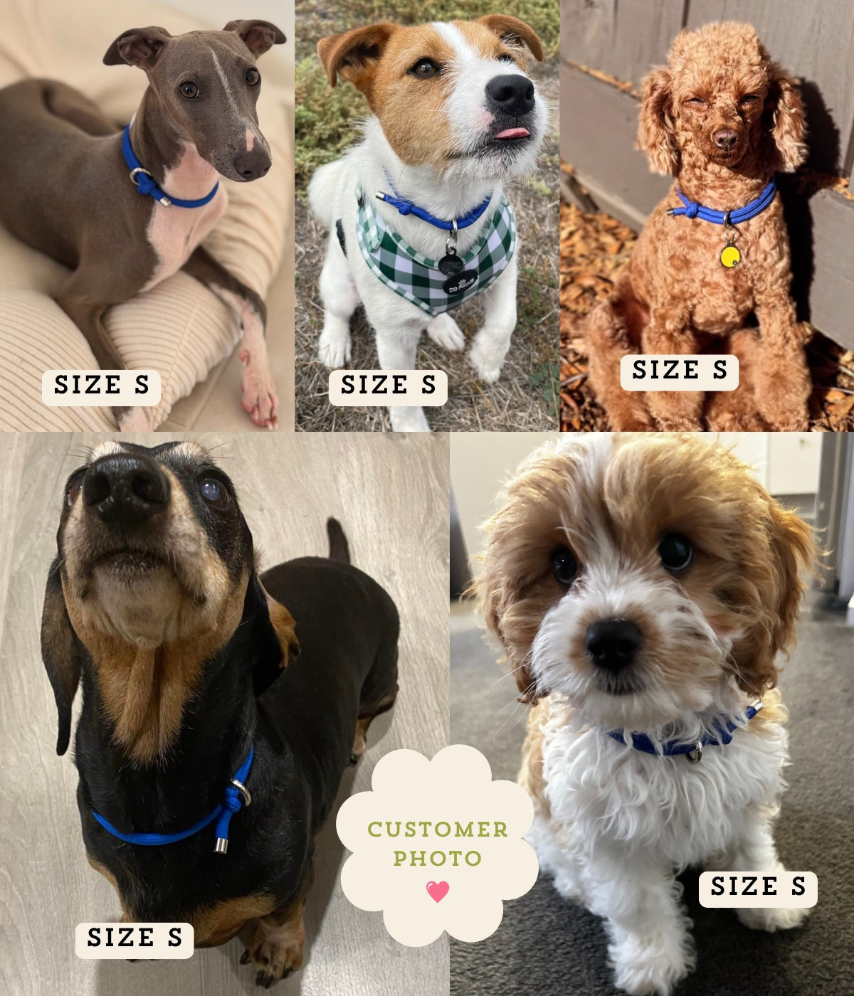 House Collar - Cobalt Blue