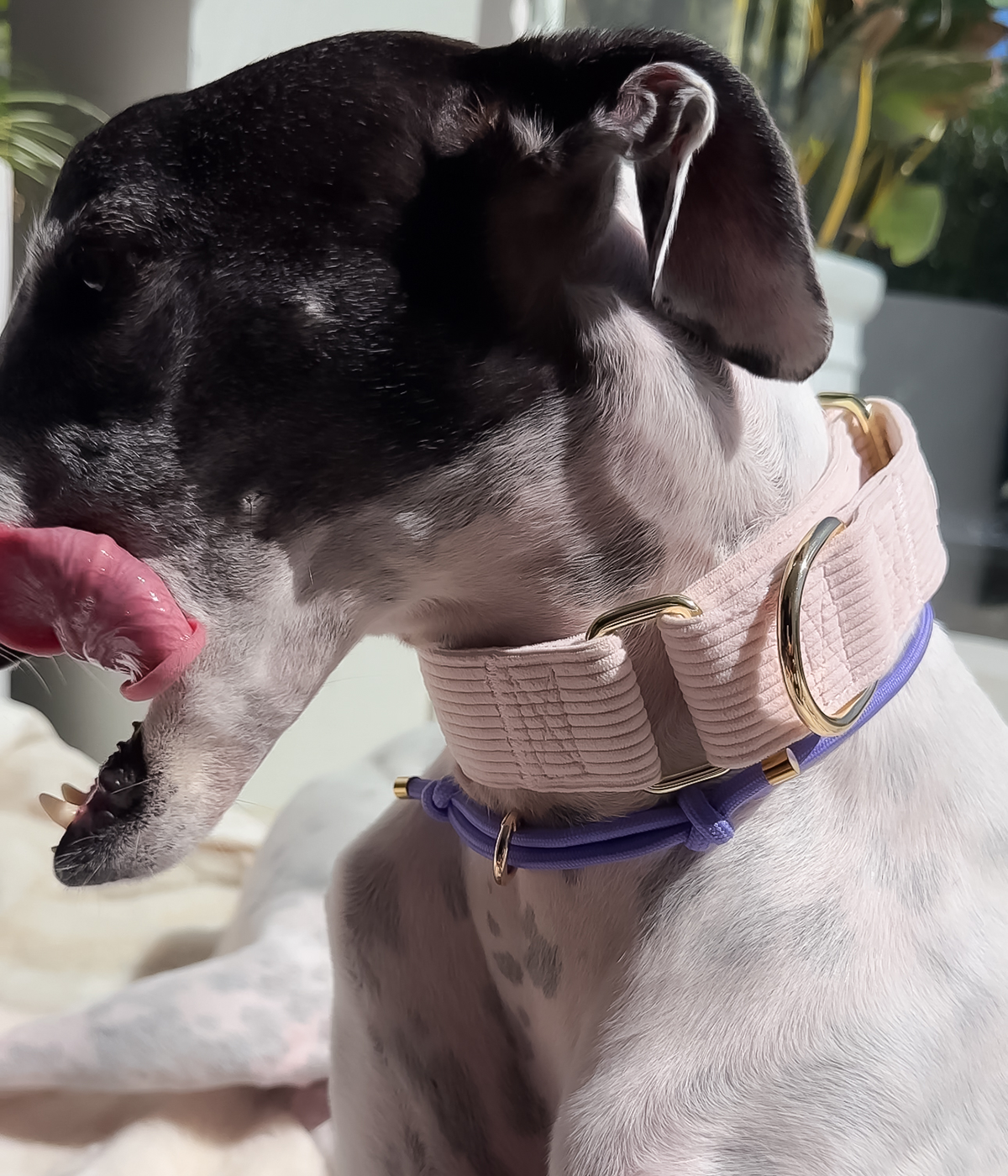 Martingale Collar - Corduroy