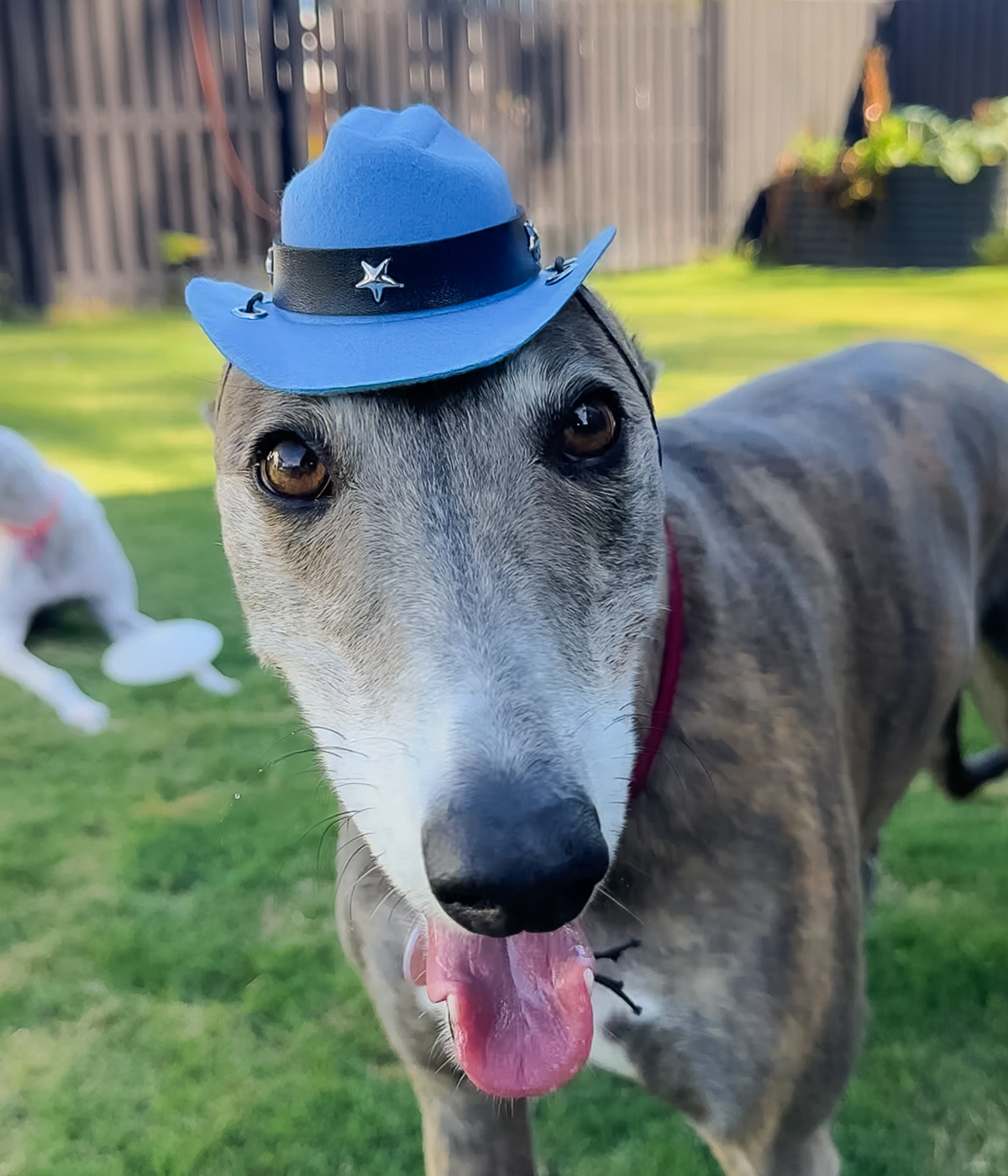 Cowboy Hat - Blue