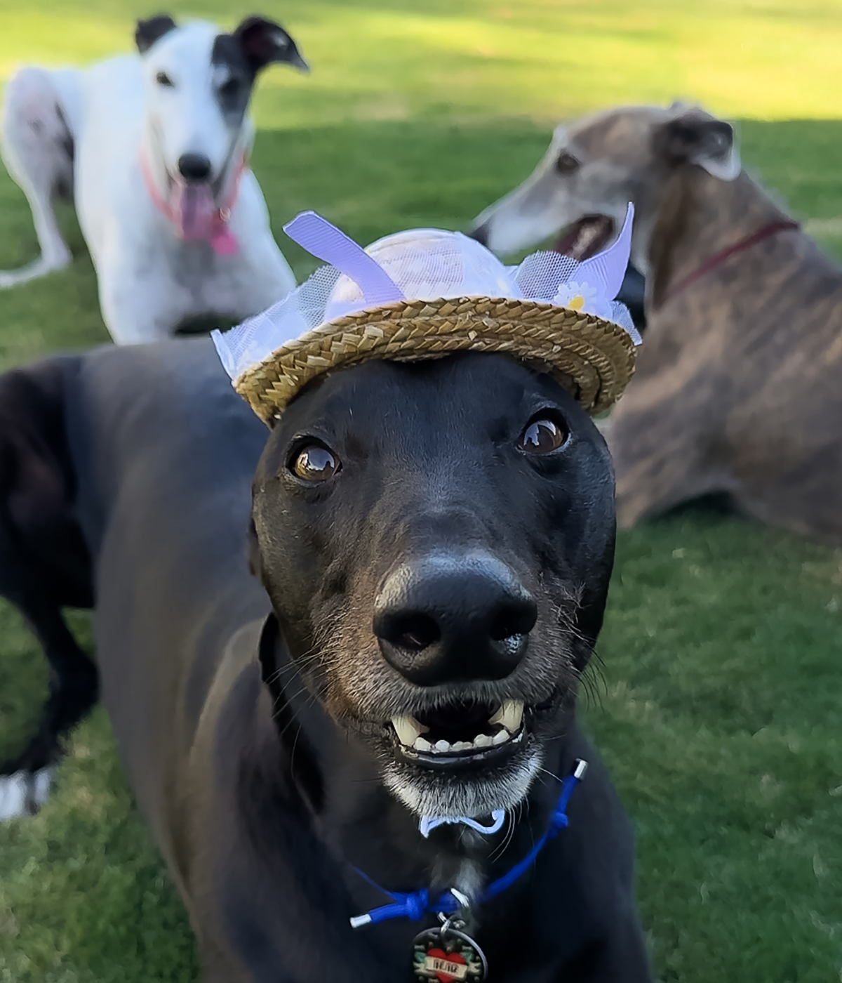 Daisy Sun Hat - Purple
