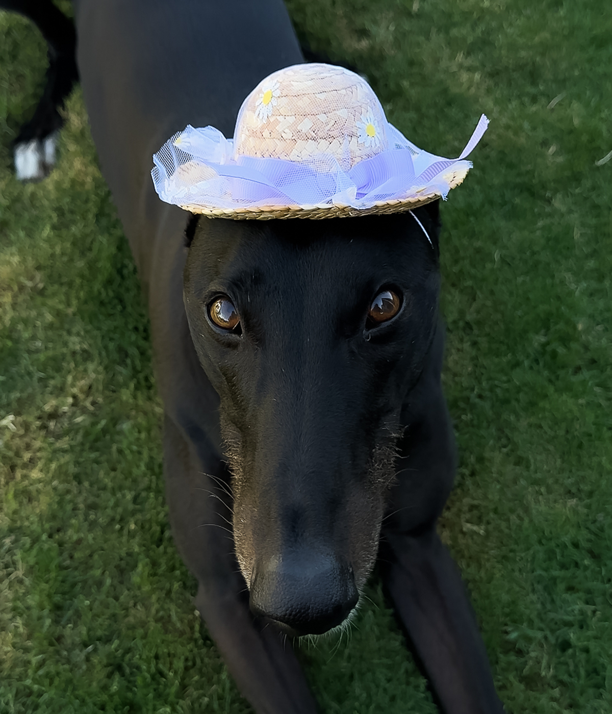 Daisy Sun Hat - Purple