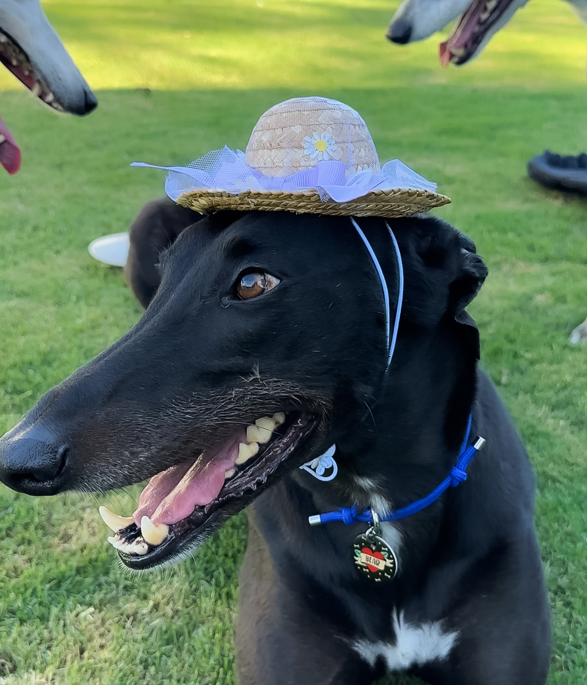Daisy Sun Hat - Purple