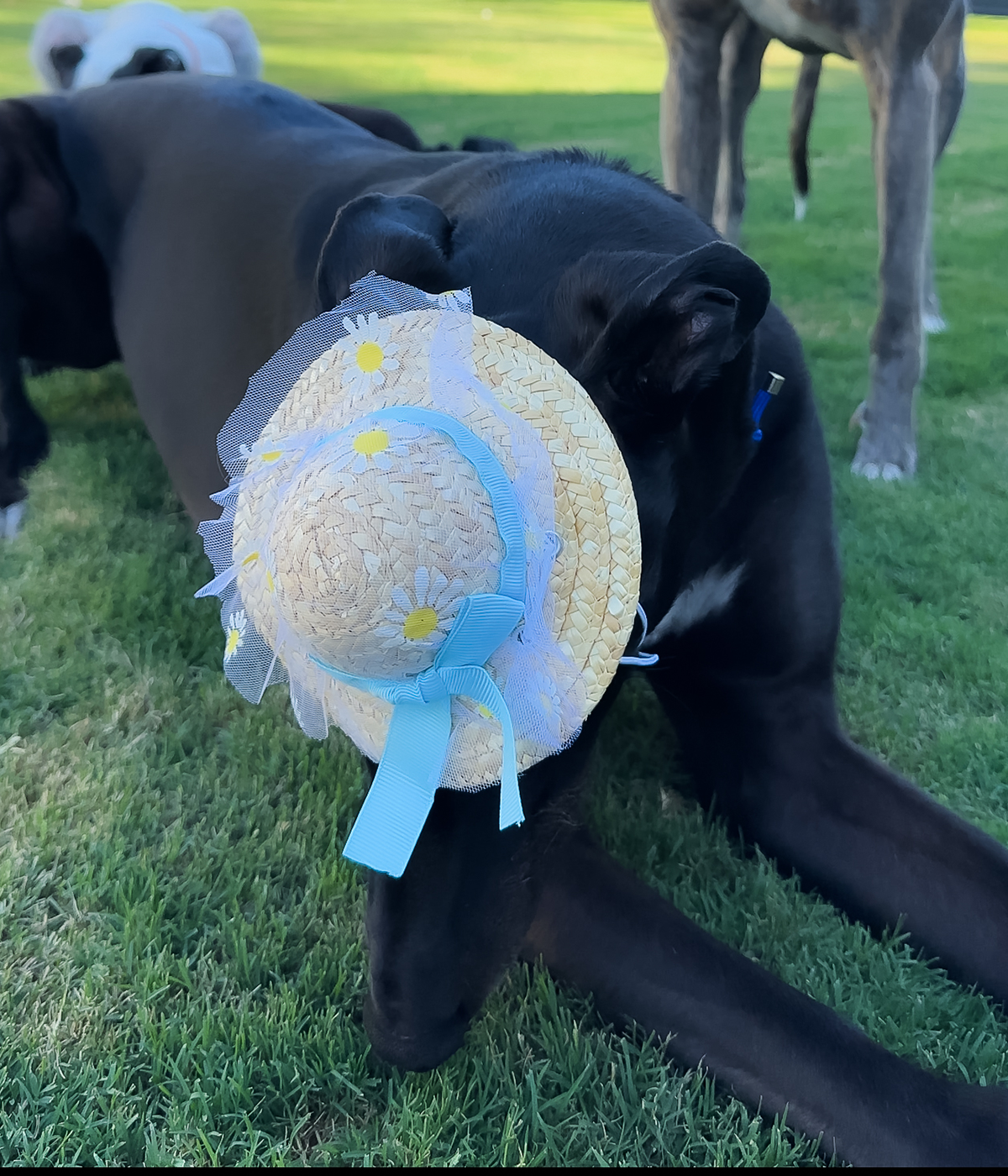 Daisy Sun Hat - Blue