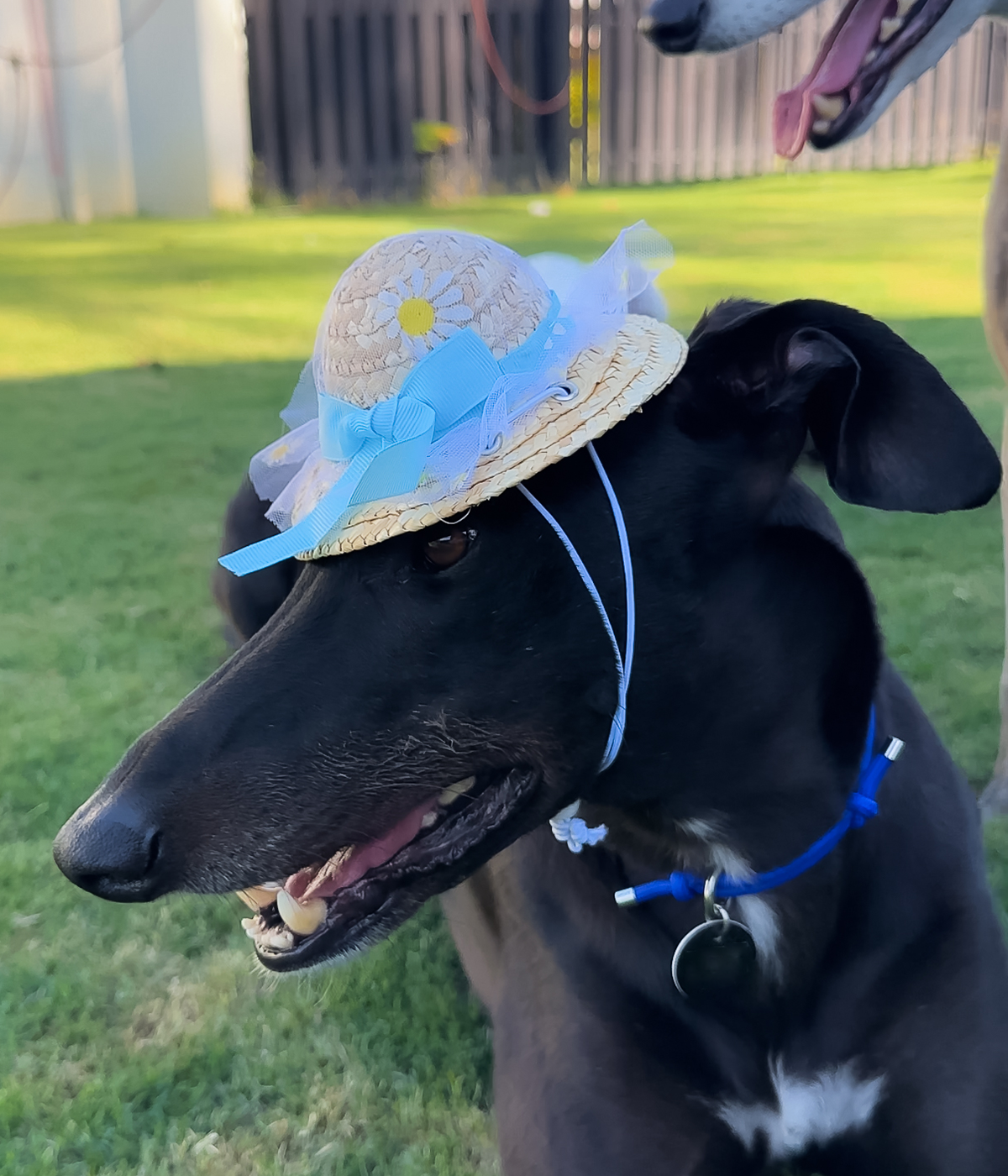 Daisy Sun Hat - Blue