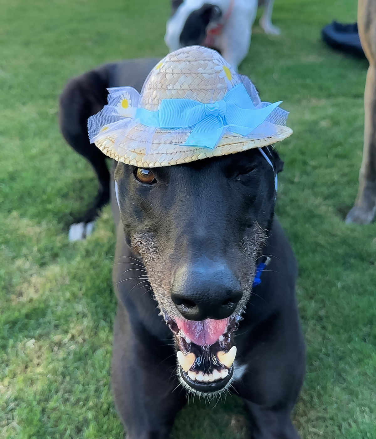 Daisy Sun Hat - Blue