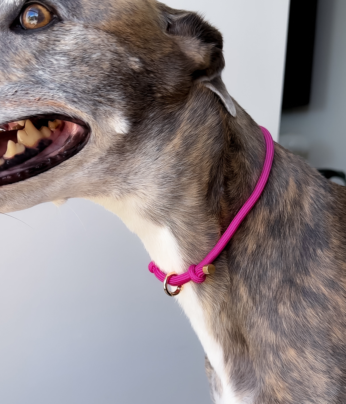 House Collar - Dragonfruit