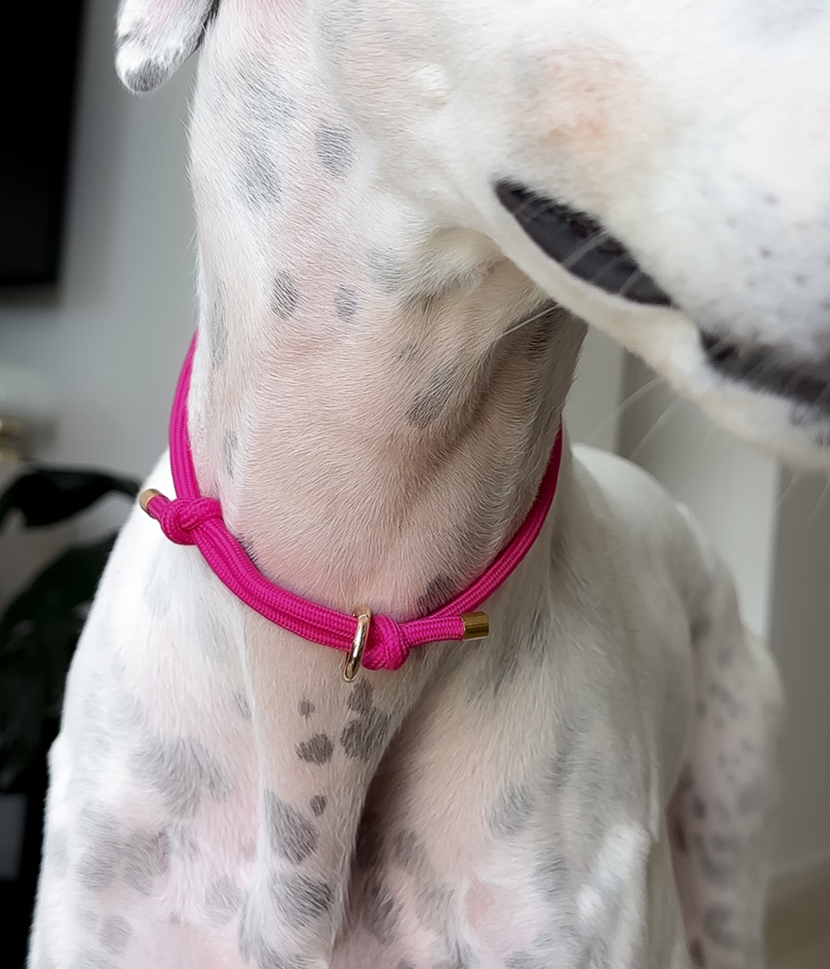 House Collar - Dragonfruit