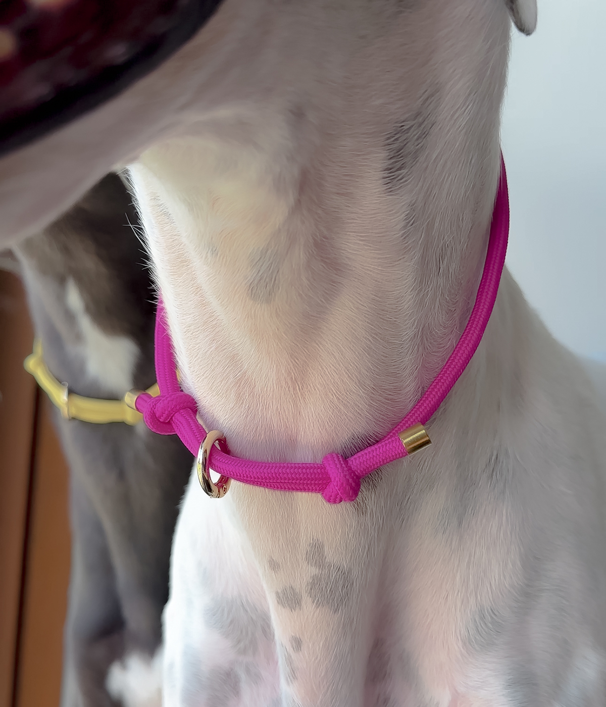 House Collar - Dragonfruit