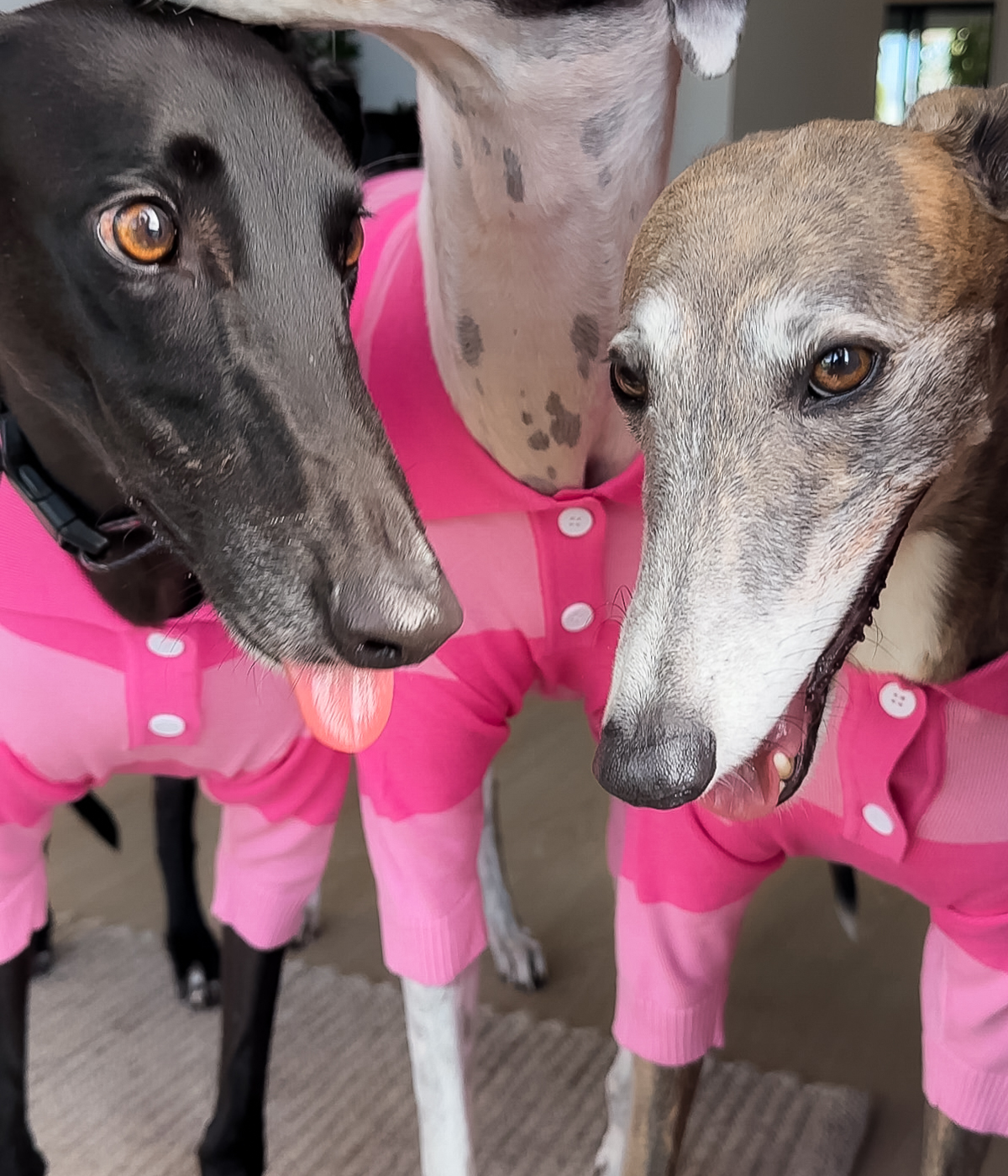 Polo Shirt - Elle Woods Pink