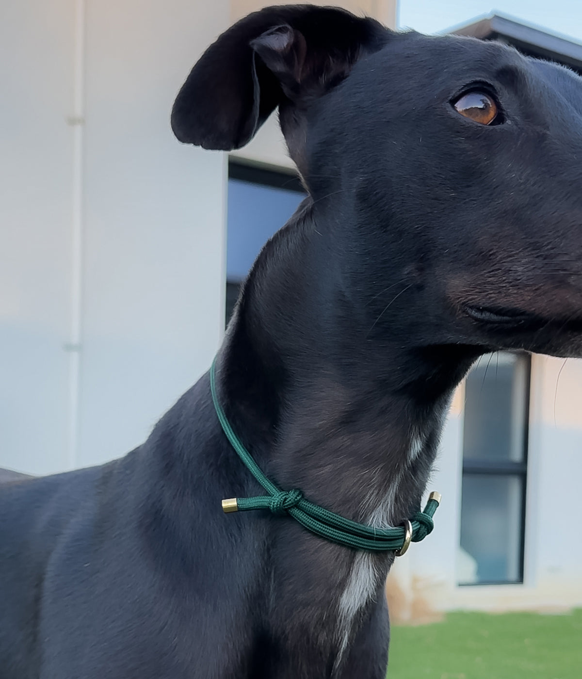 House Collar - Emerald