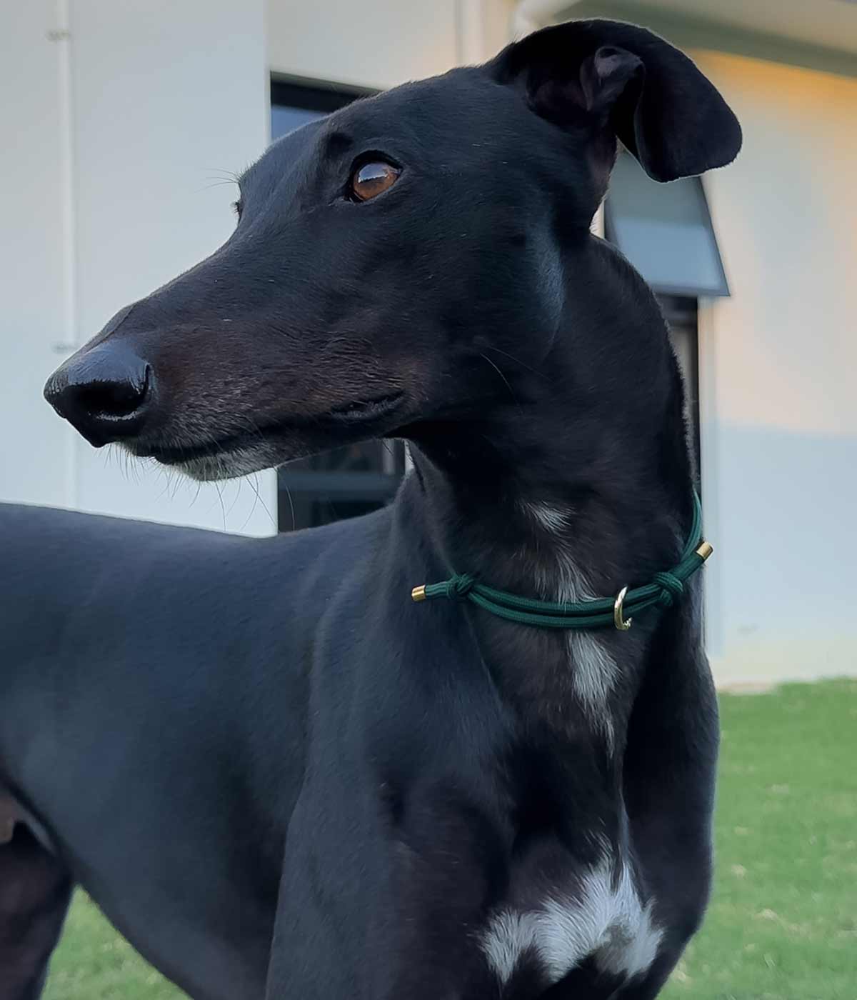 House Collar - Emerald