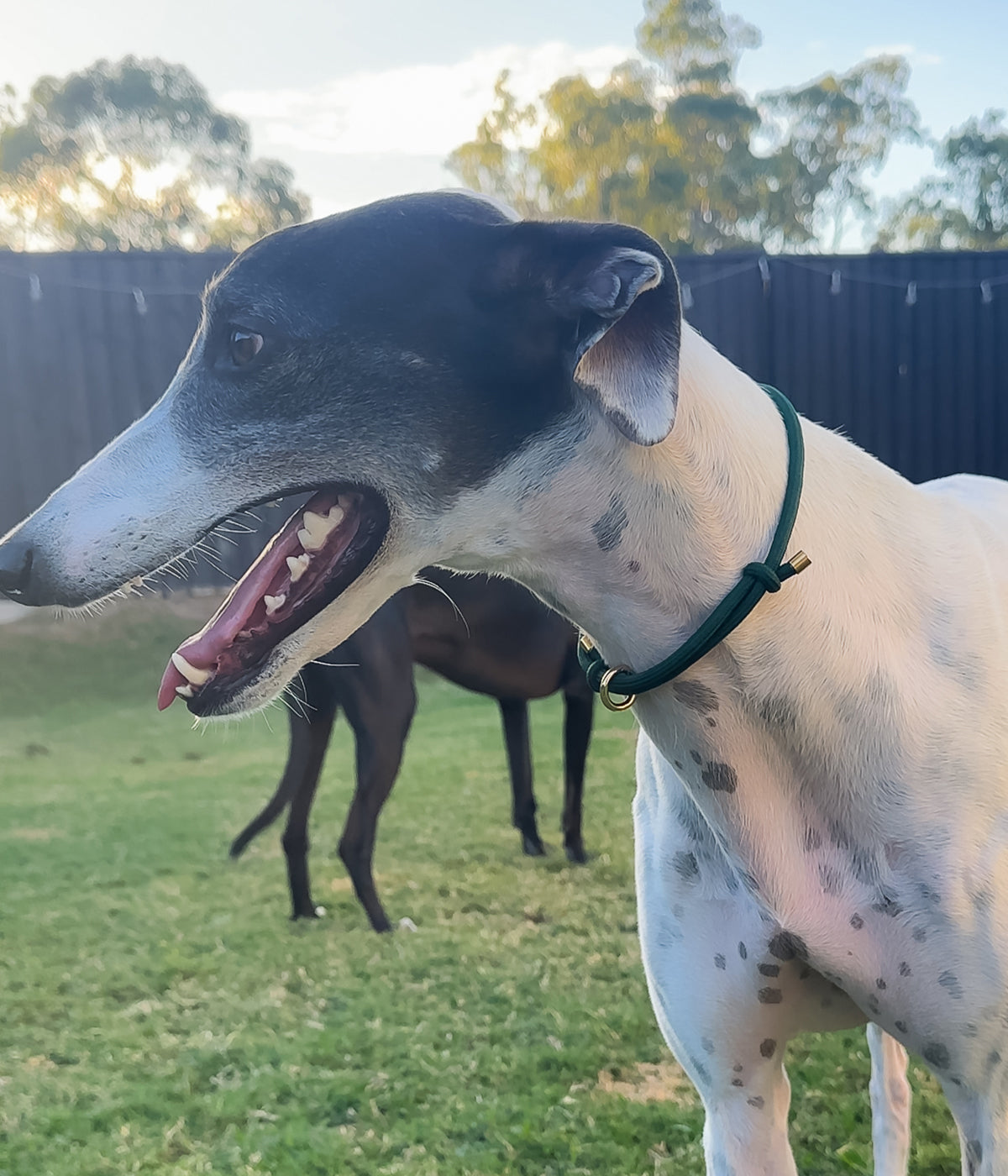 House Collar - Emerald