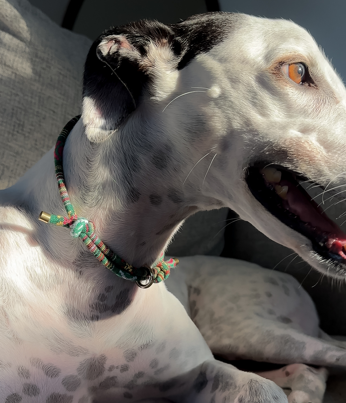 Boho House Collar -Forest