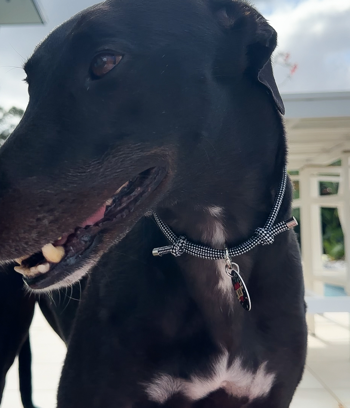 House Collar - Gingham