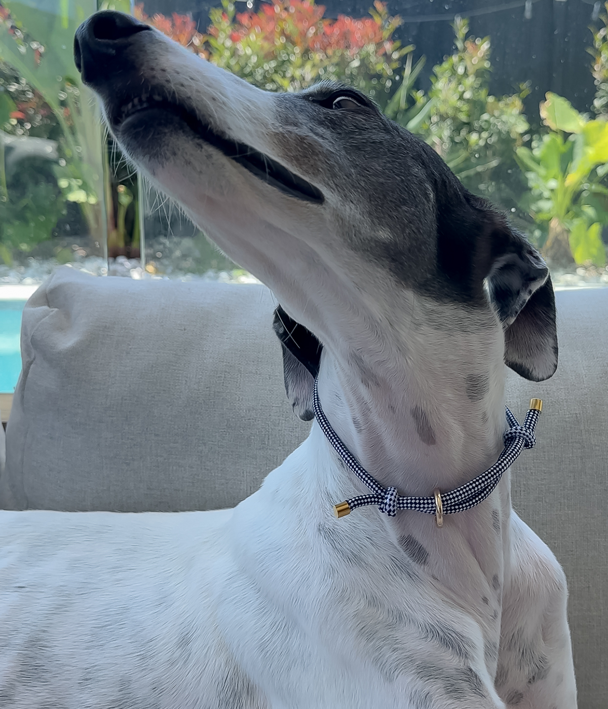 House Collar - Gingham