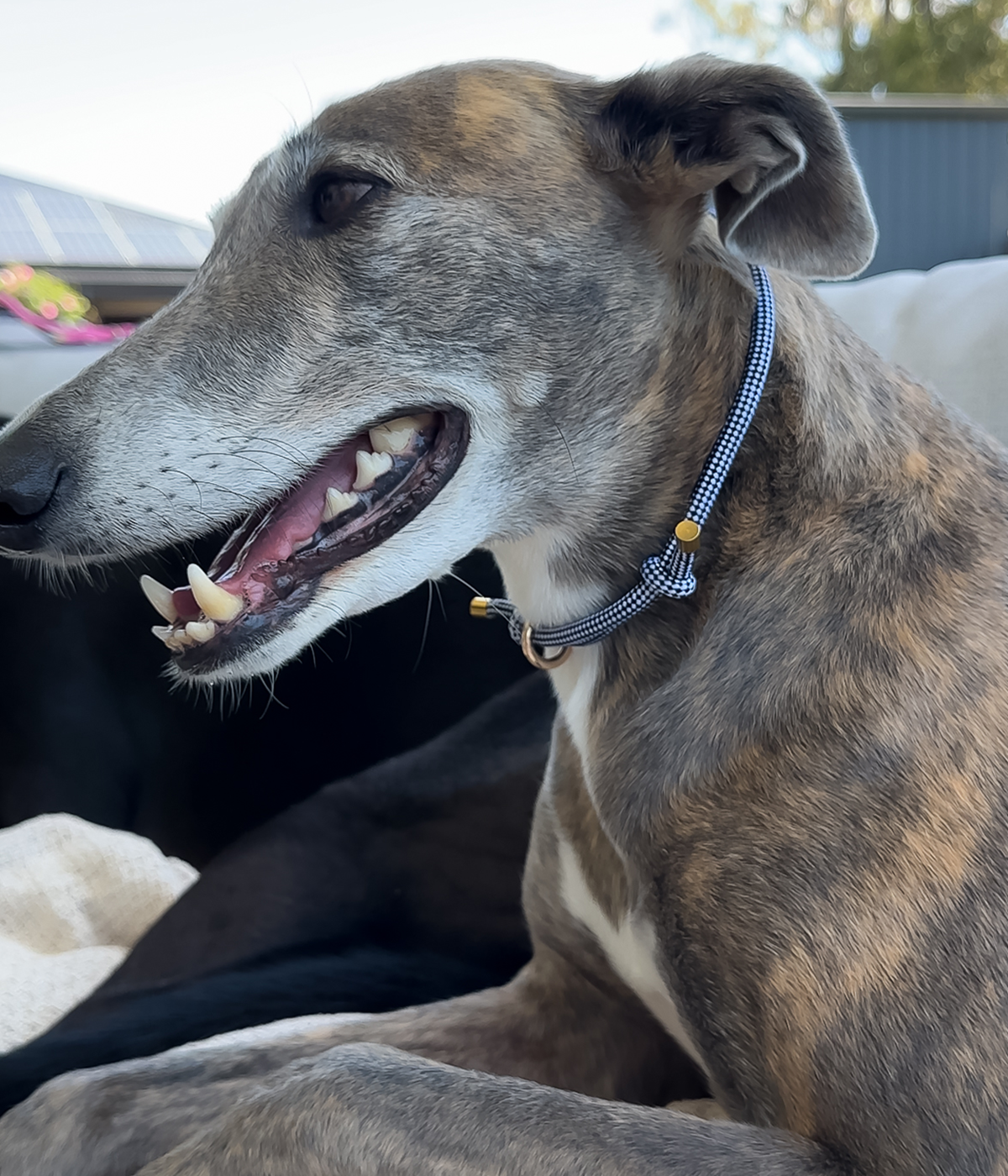 House Collar - Gingham