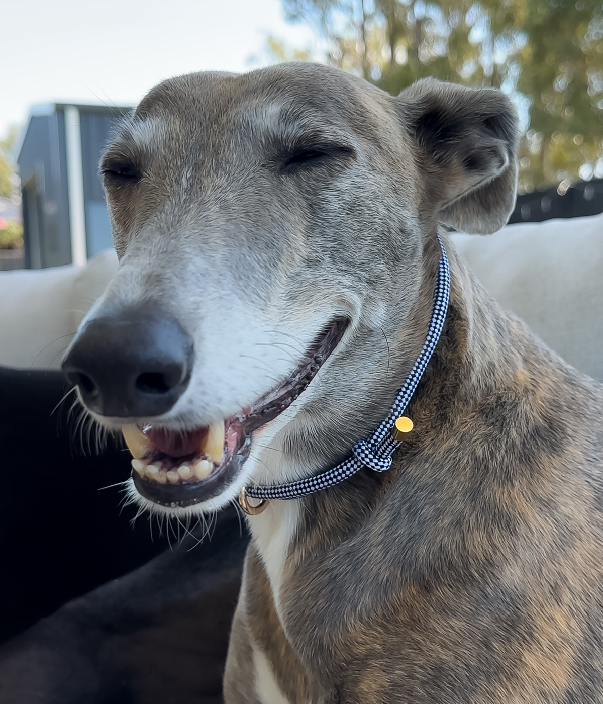 House Collar - Gingham