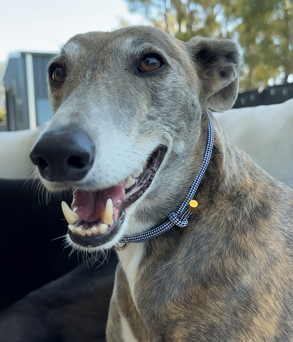 House Collar - Gingham