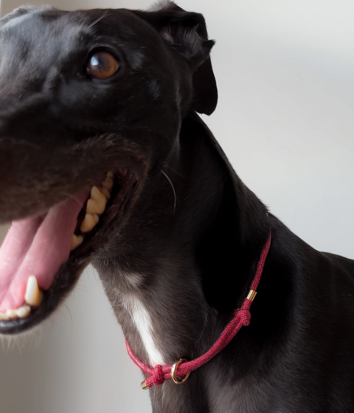 Glitter House Collar - Holly