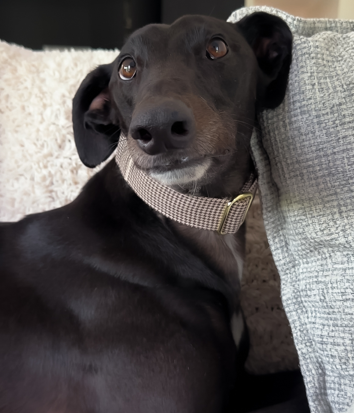 Martingale Collar - Hounddstooth