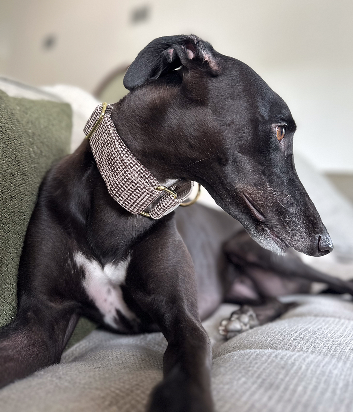 Martingale Collar - Hounddstooth