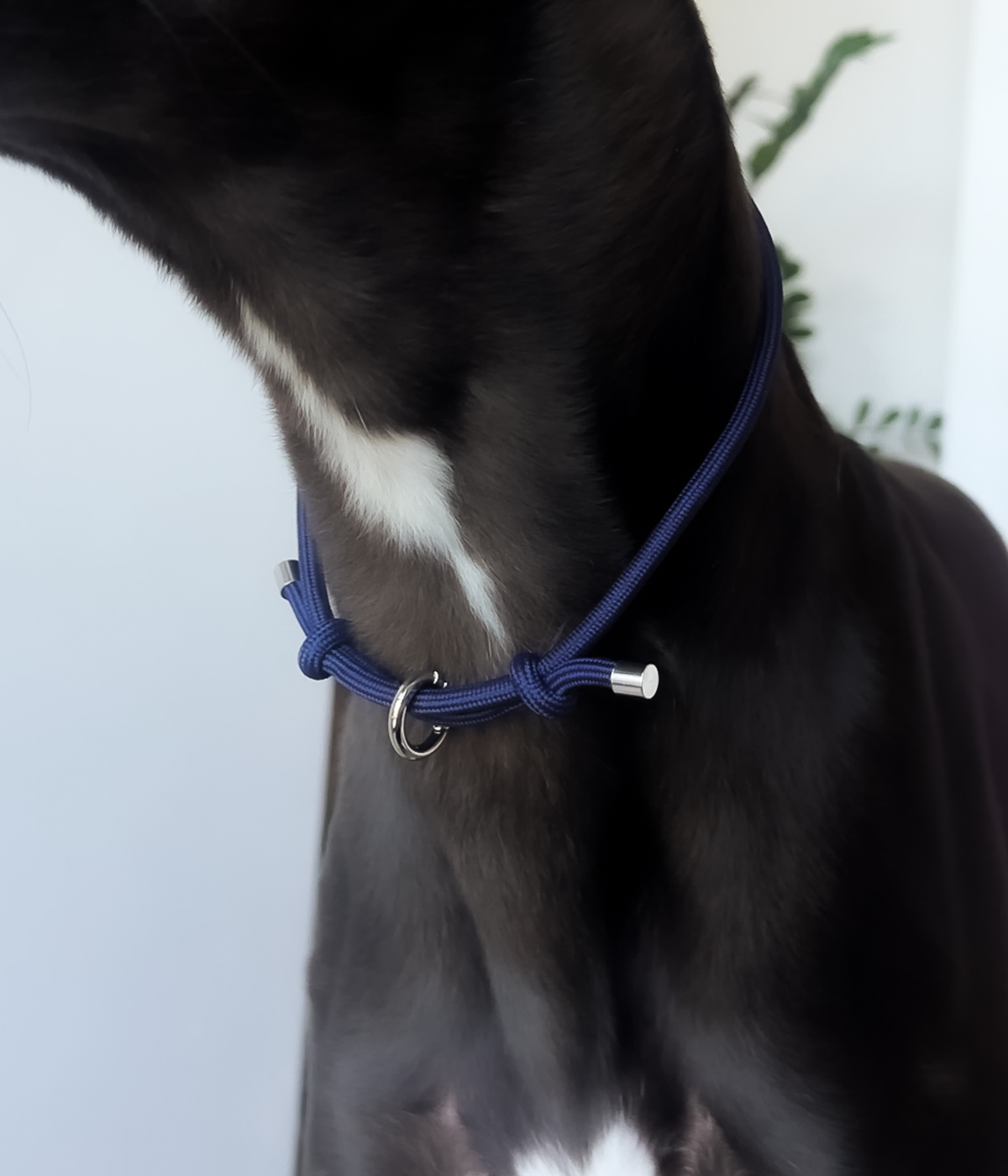House Collar - Navy
