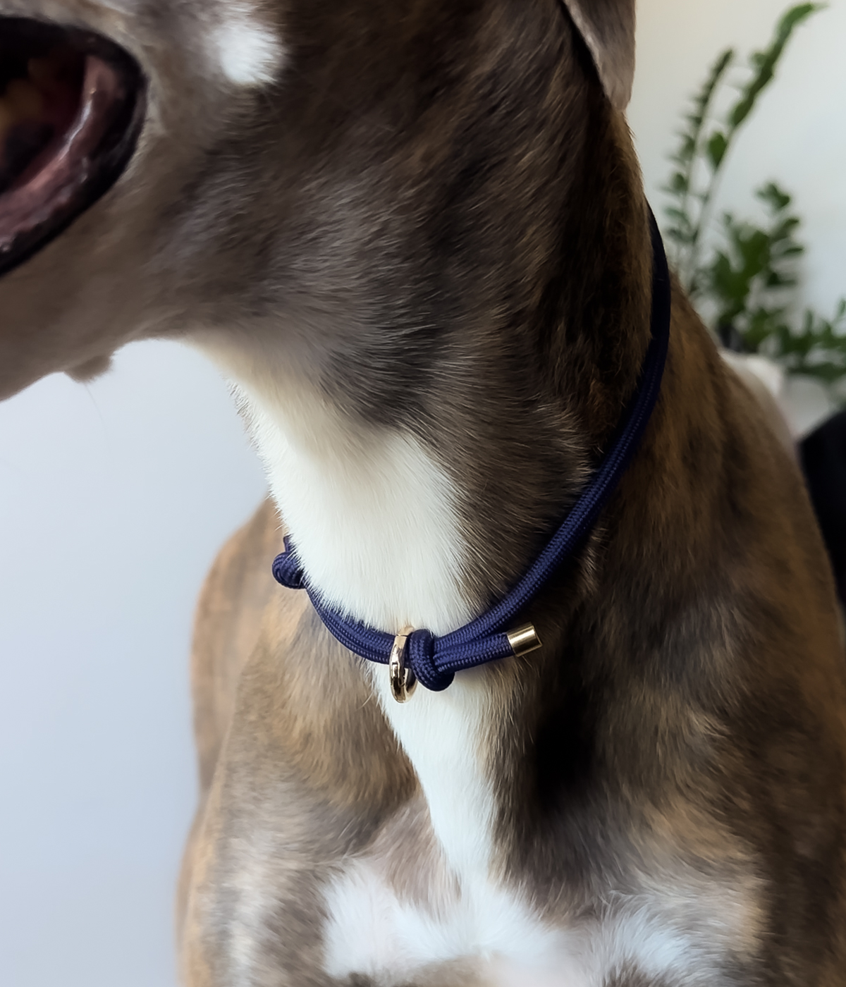 House Collar - Navy