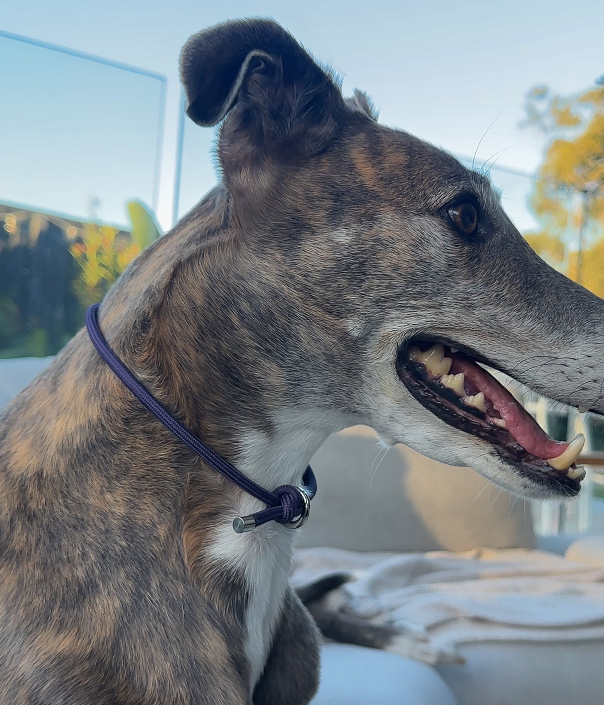 House Collar - Indigo