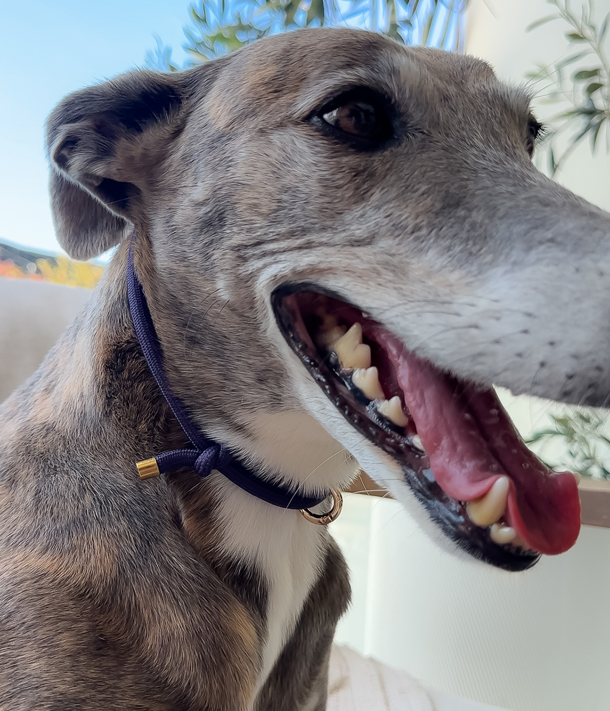 House Collar - Indigo