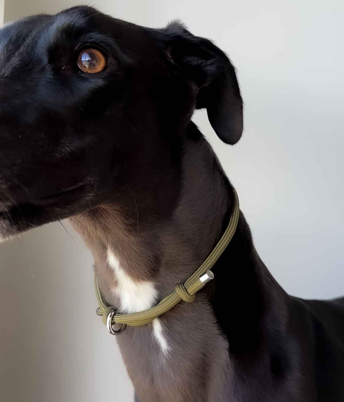House Collar - Khaki
