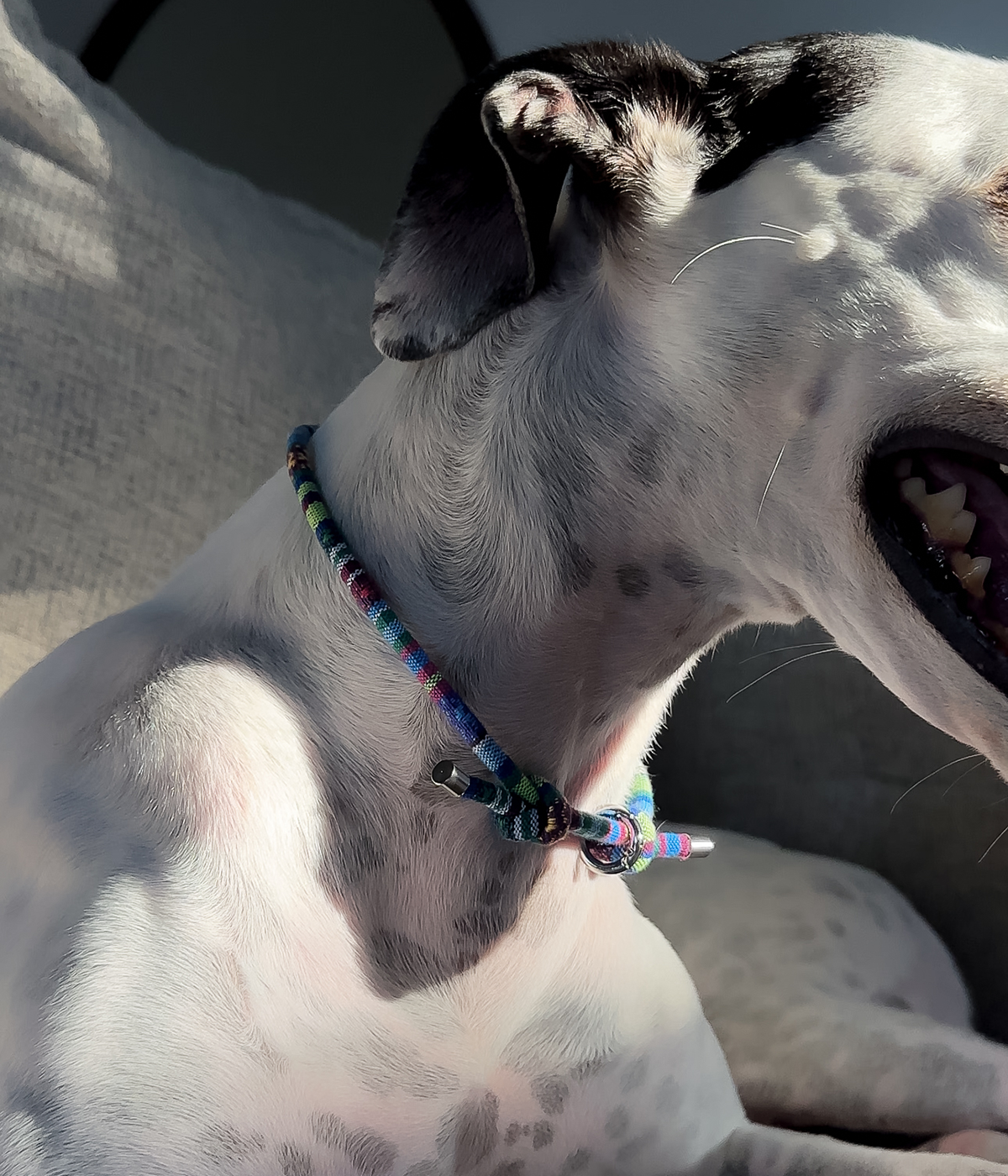 Boho House Collar - Lagoon