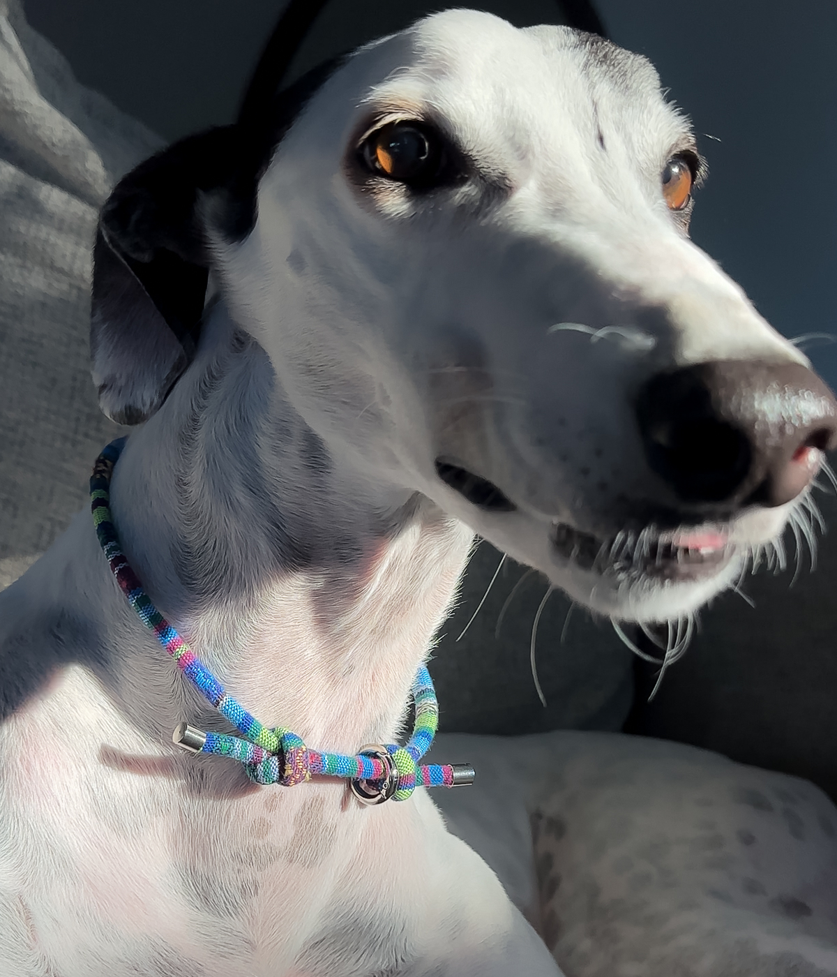 Boho House Collar - Lagoon