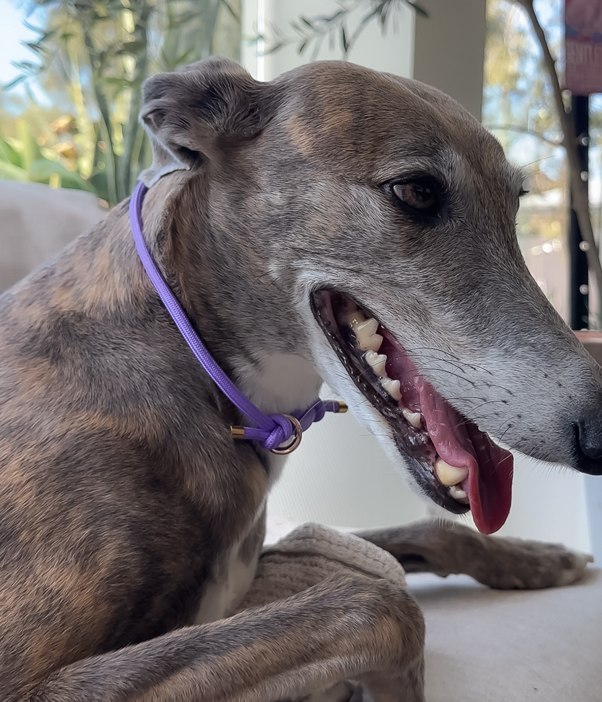 House Collar - Lavender